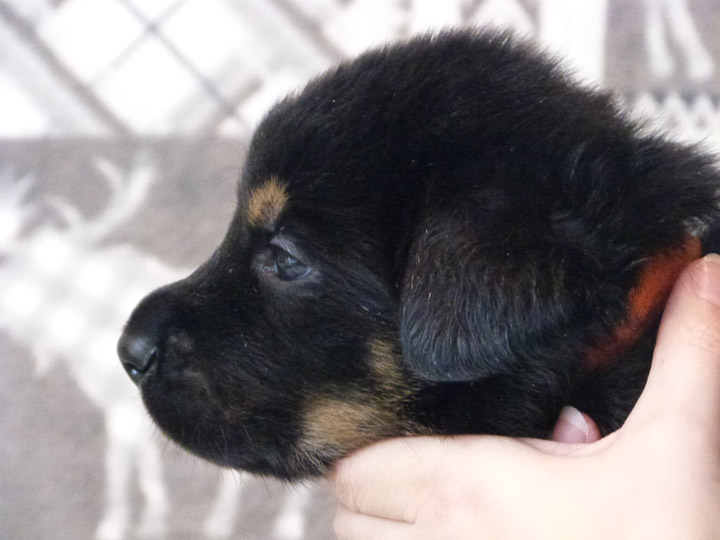 chinook puppy